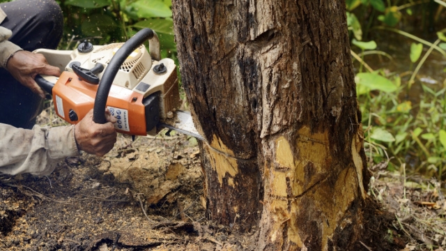 A Guide to Tree Care: From Trimming to Removal