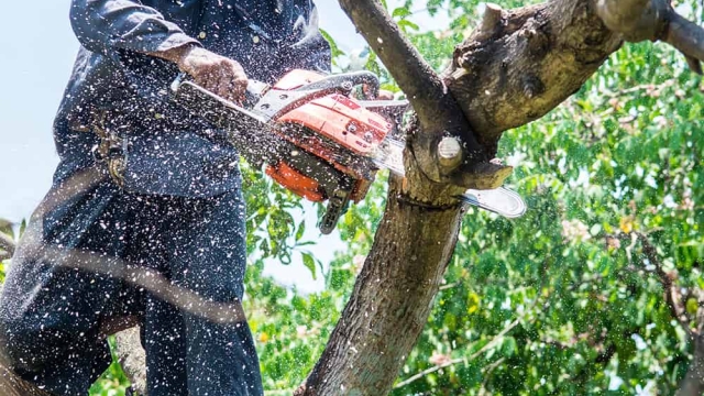Timber! Unearth the Secrets of Tree Removal: A Guide to Safely Taking Down Trees