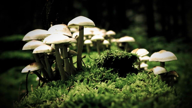 From Soil to Savory: A Beginner’s Guide to Mushroom Cultivation