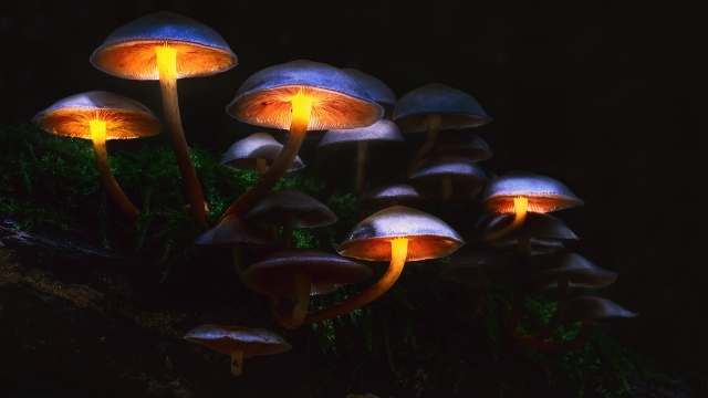 Mushroom Magic: The Ultimate Guide to Growing Your Own Fungi Kingdom