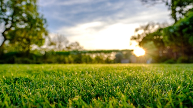 Green & Serene: The Ultimate Guide to Perfecting Your Lawn Care Routine