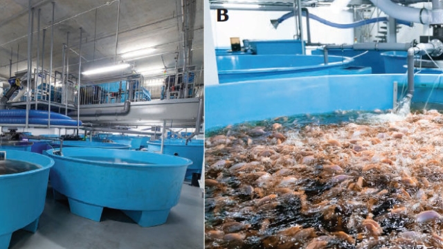 Revolutionizing the Waves: Innovations in Aquaculture Technology