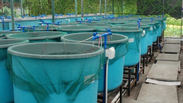 Revolutionizing the Waves: The Future of Aquaculture Technology