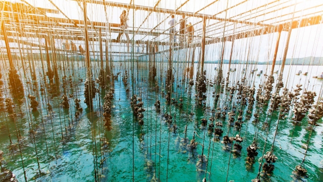 Revolutionizing Waves: The Future of Aquaculture Technology