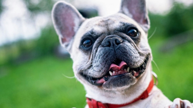 Pawsitive Vibes: Unleashing the Joy of Pet Companionship